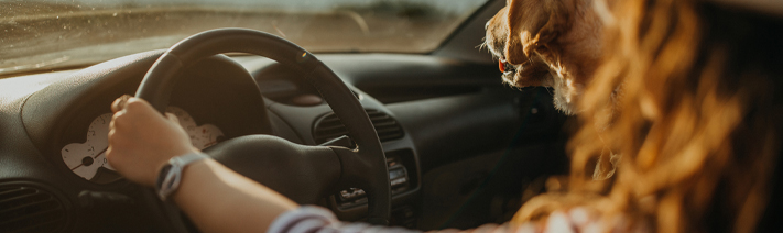 woman and dog driving