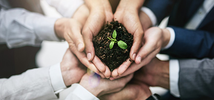 People holding a sapling together